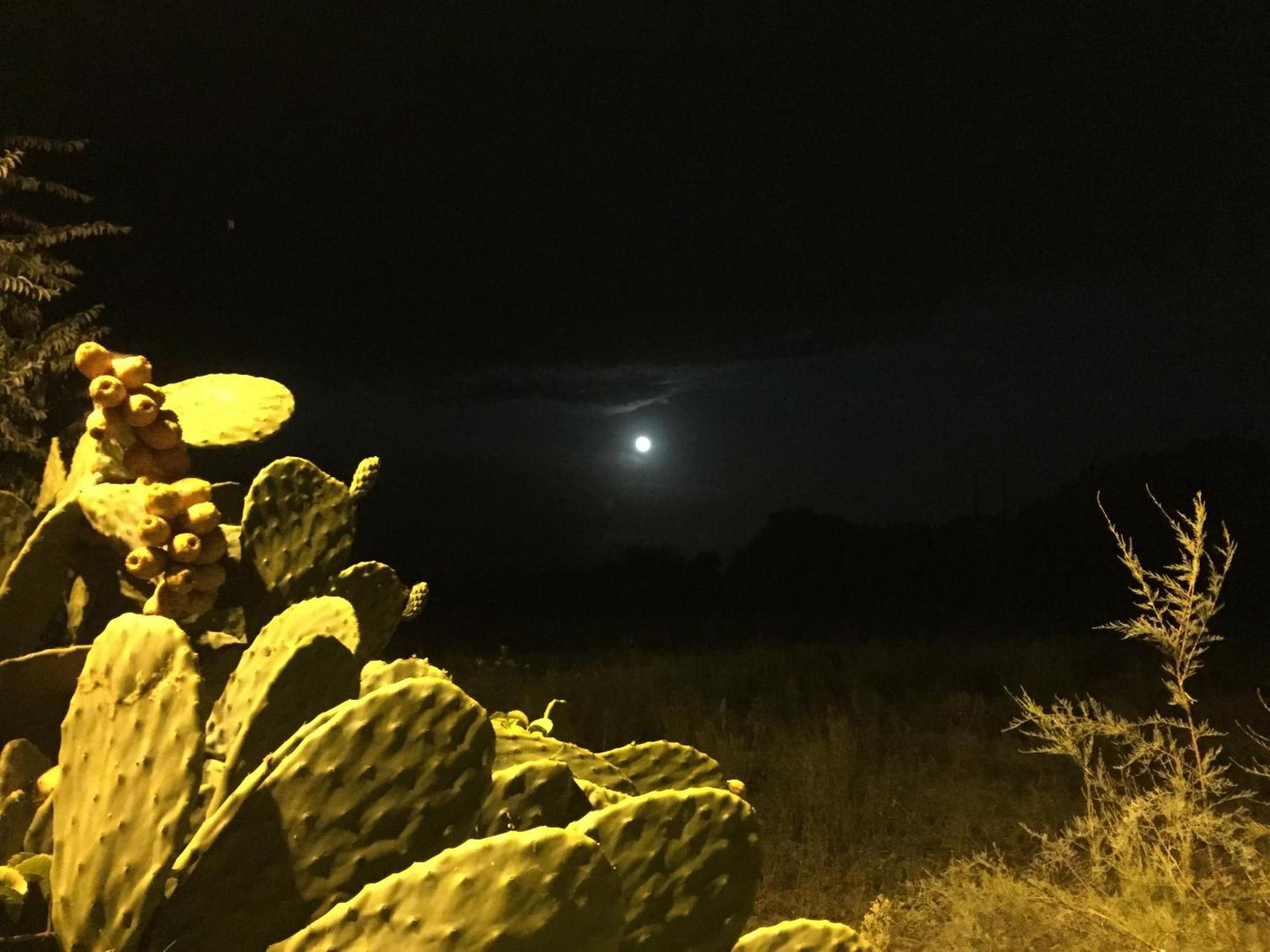 Il Pieddo Appartement Vico Del Gargano Buitenkant foto